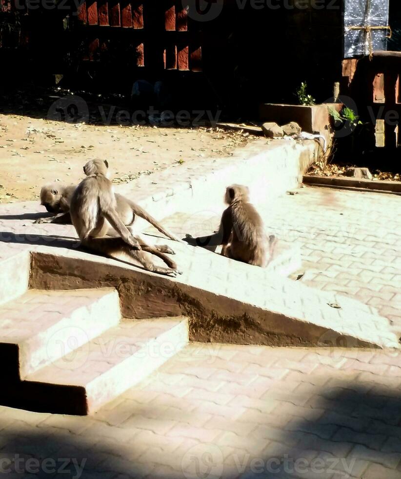 The Three monkeys are playing in the road photo