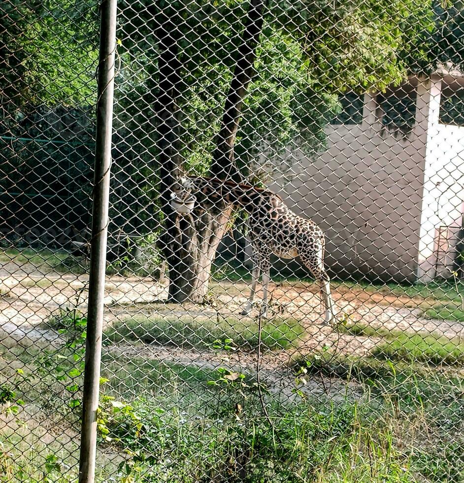 un jirafa en pie en el jaula en verde hojas, al aire libre antecedentes en el zoo en soleado día. foto