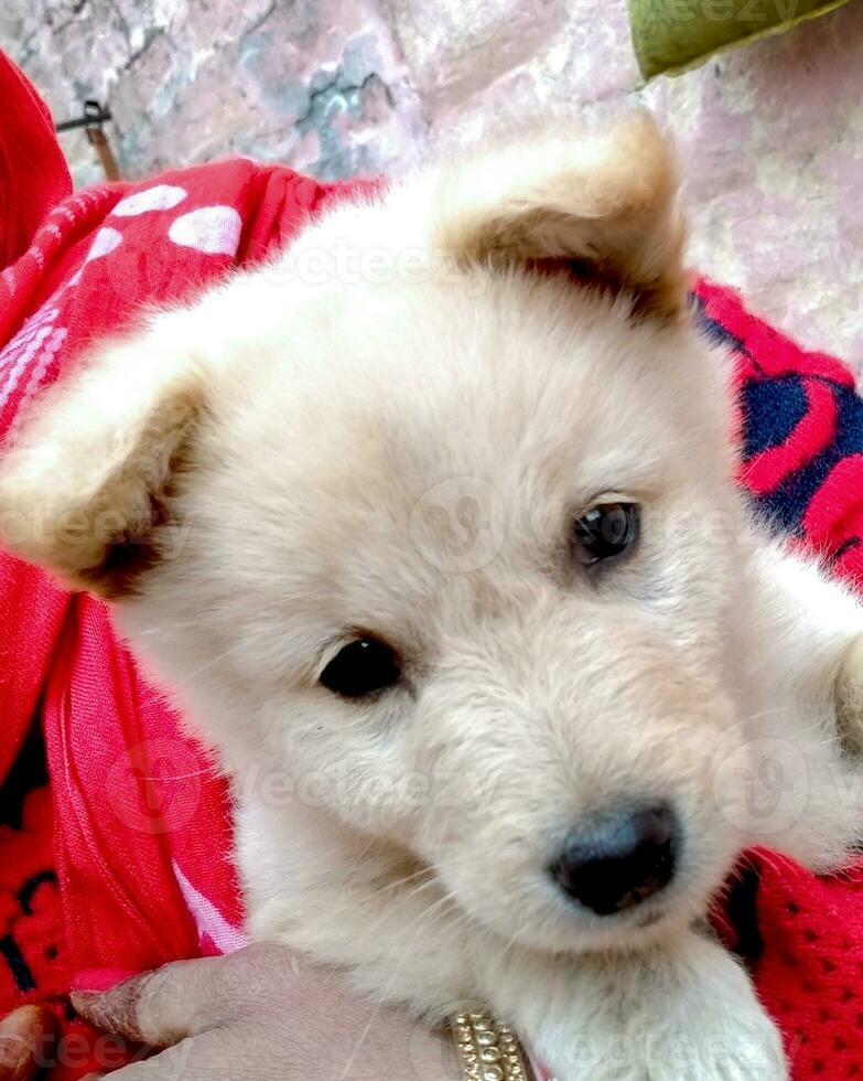 An Indian female hands hold a small puppy photo