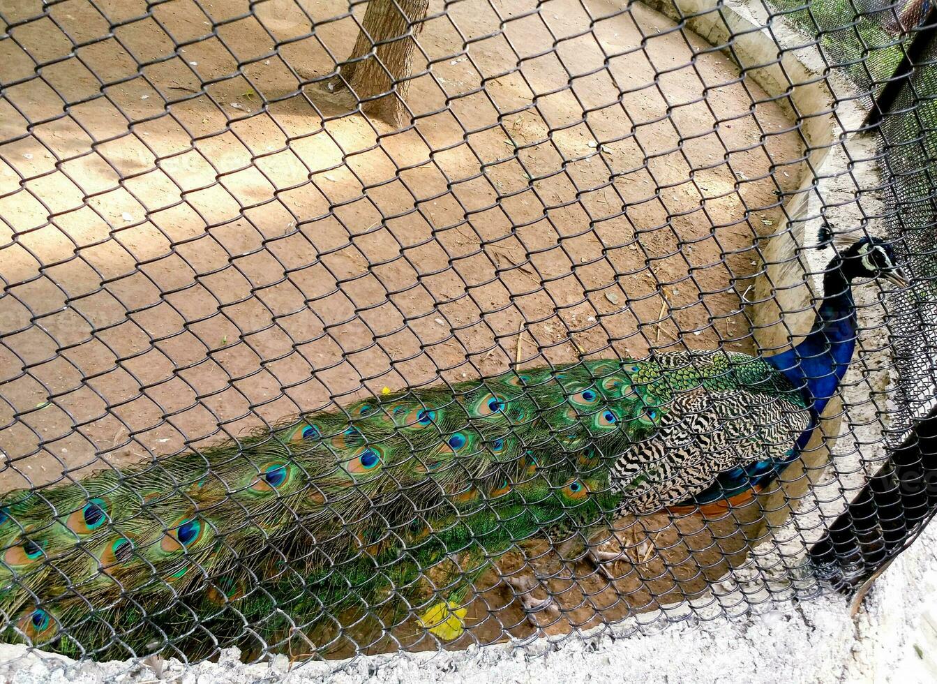 Beautiful peacock in the zoo at lucknow India photo