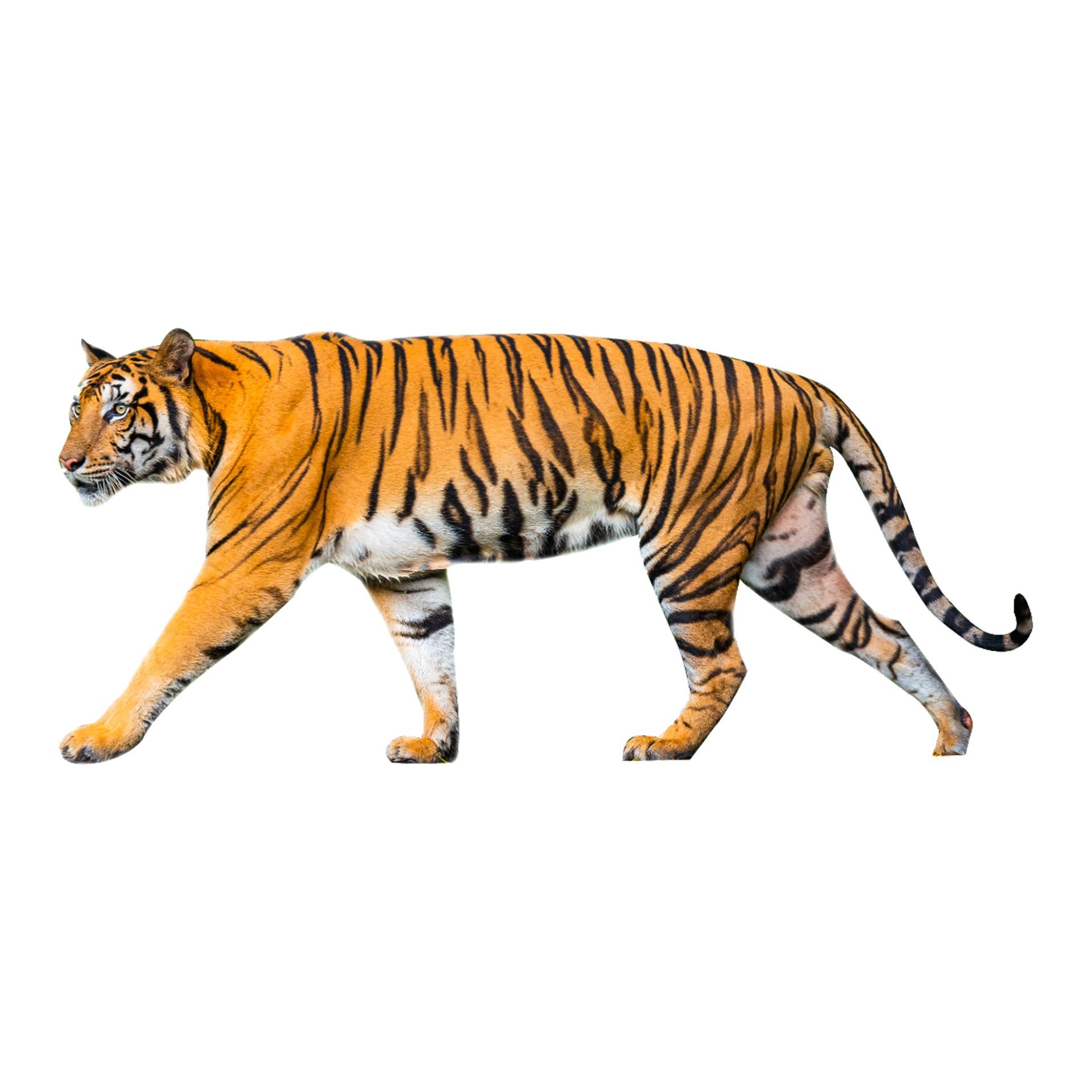 Tiger Lion Presentation, 3d, 3D Computer Graphics, mammal, cat Like Mammal  png