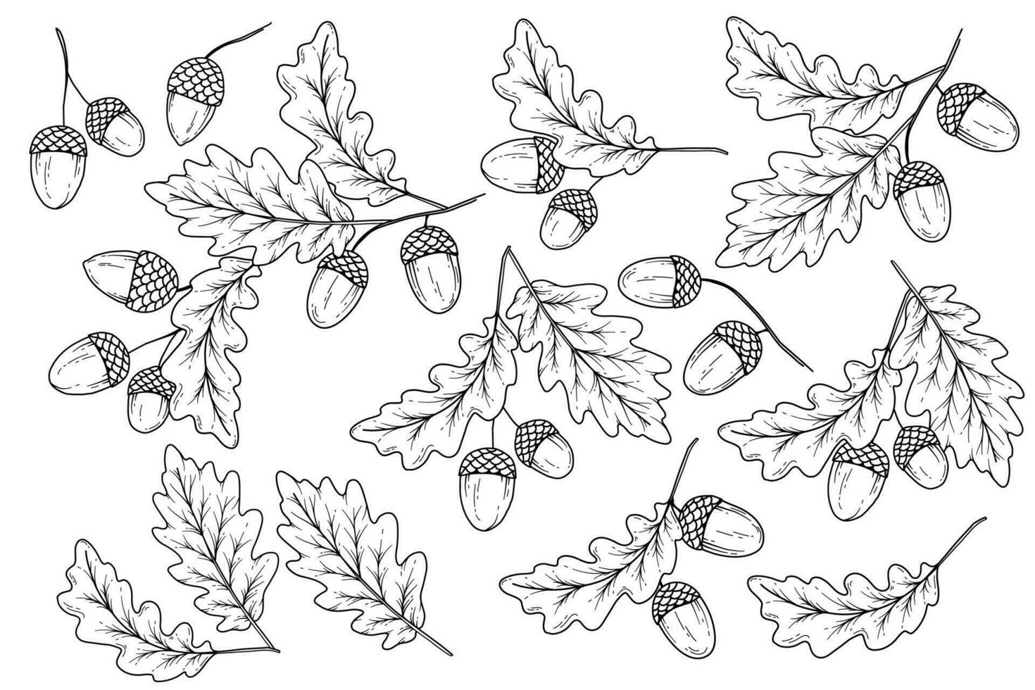 Acorns set outline isolated on white. Fall Foliage Line Art Illustration, Outline Leaves Hand Drawn Illustration. Fall Coloring Page with Acorns vector