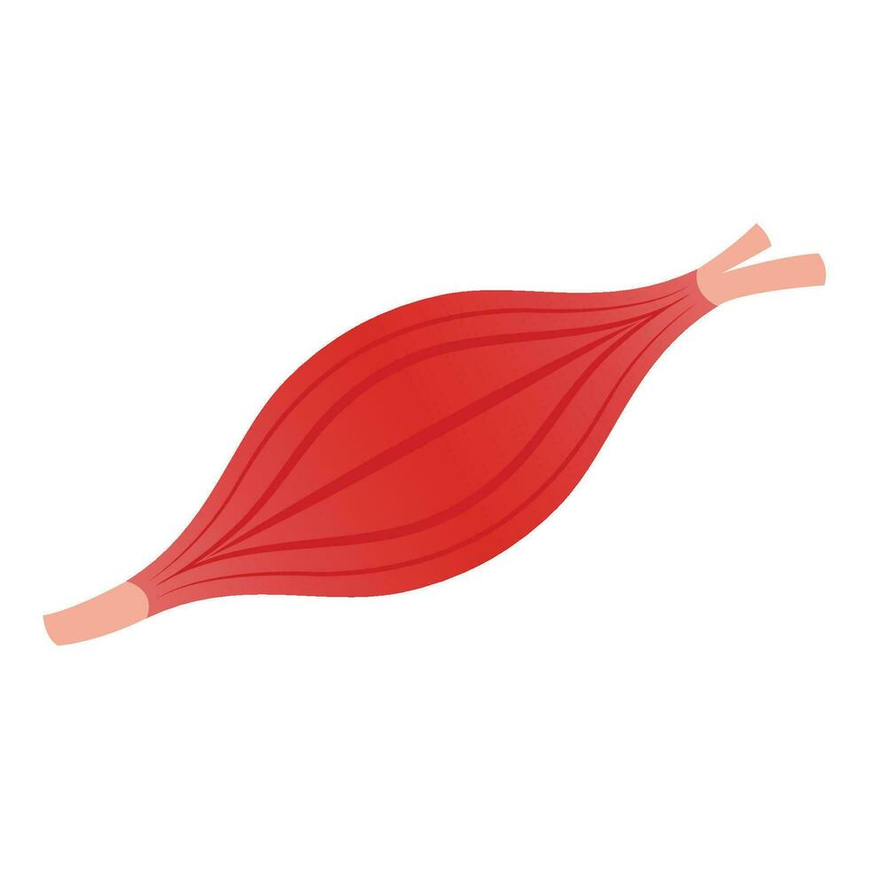Skeletal muscle isolated vector illustration graphic
