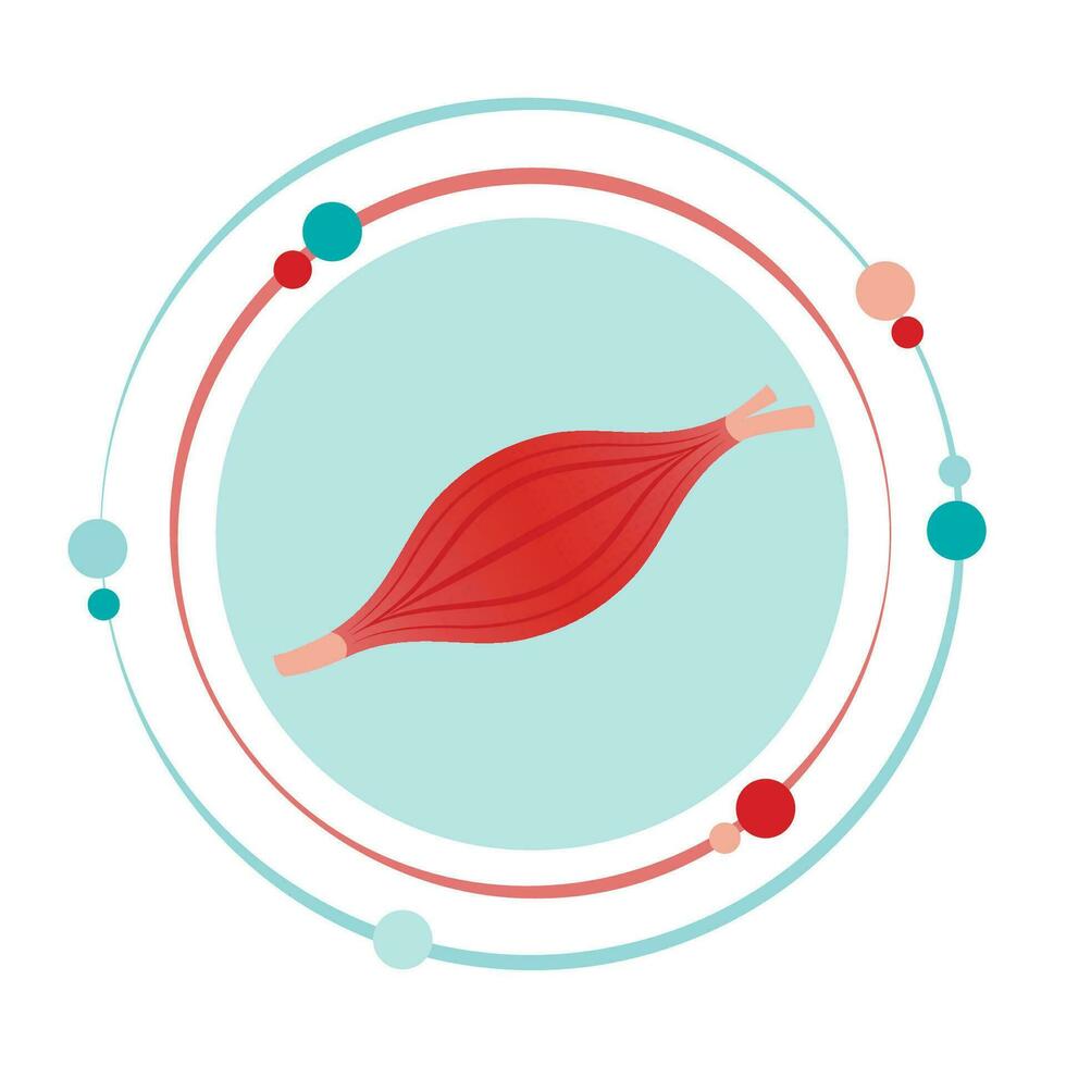 Skeletal muscle vector illustration graphic icon symbol