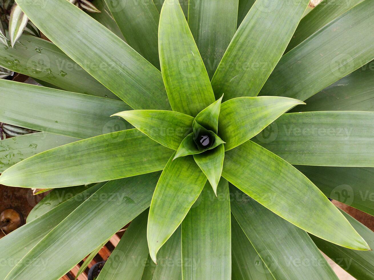 Top view of bromeliad Alcantarea imperialis close-up with water inside. photo