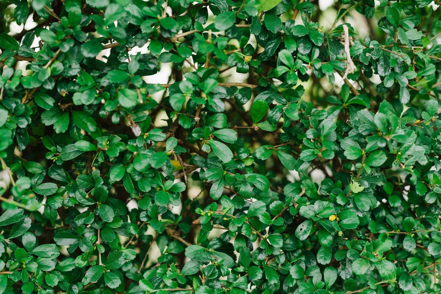 Green Leaves texture background.Summer abstract theme. photo