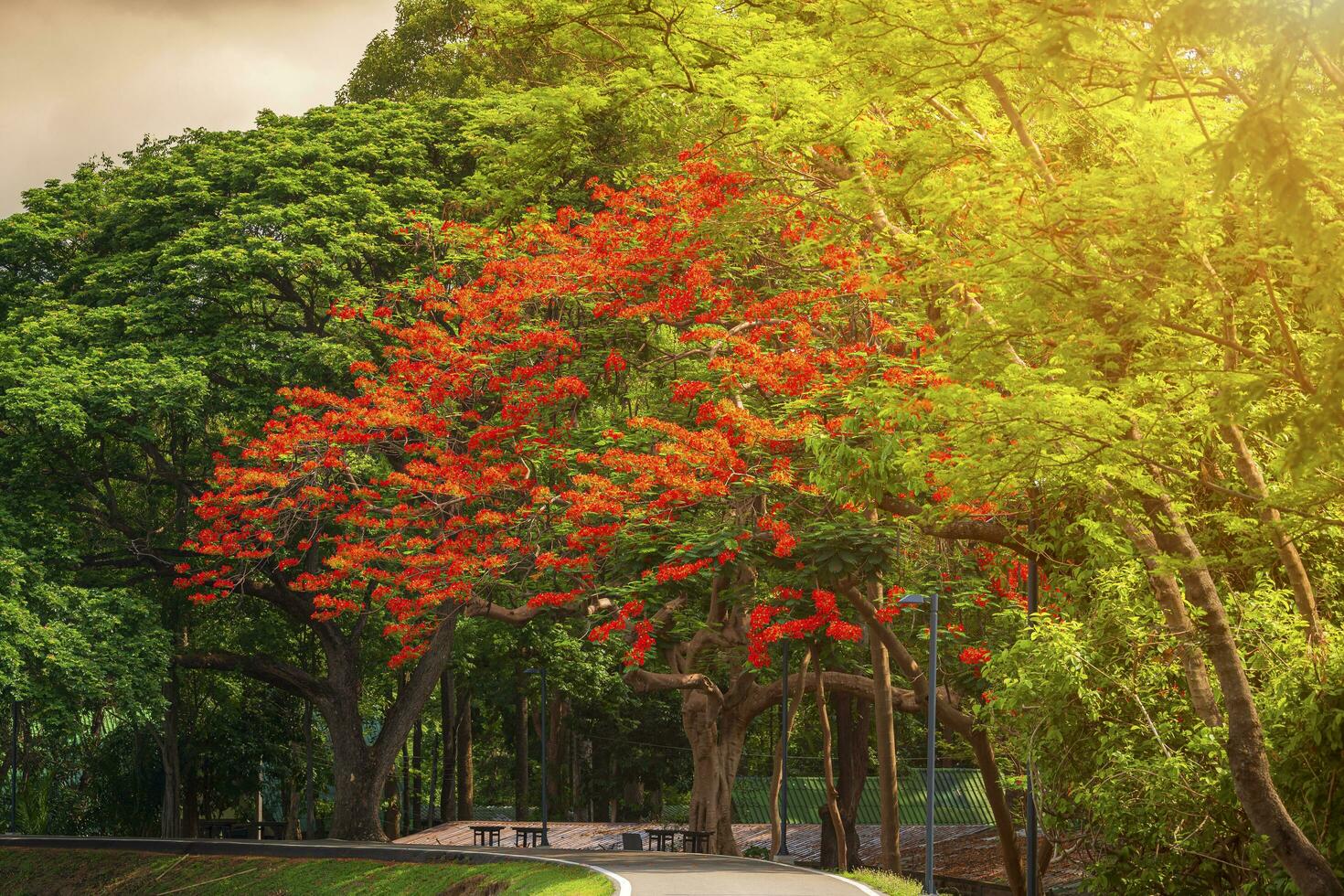 road landscape view and tropical red flowers Royal Poinciana in Ang Kaew Chiang Mai University Forested Mountain blue sky background with white clouds, Nature Road in mountain forest. photo