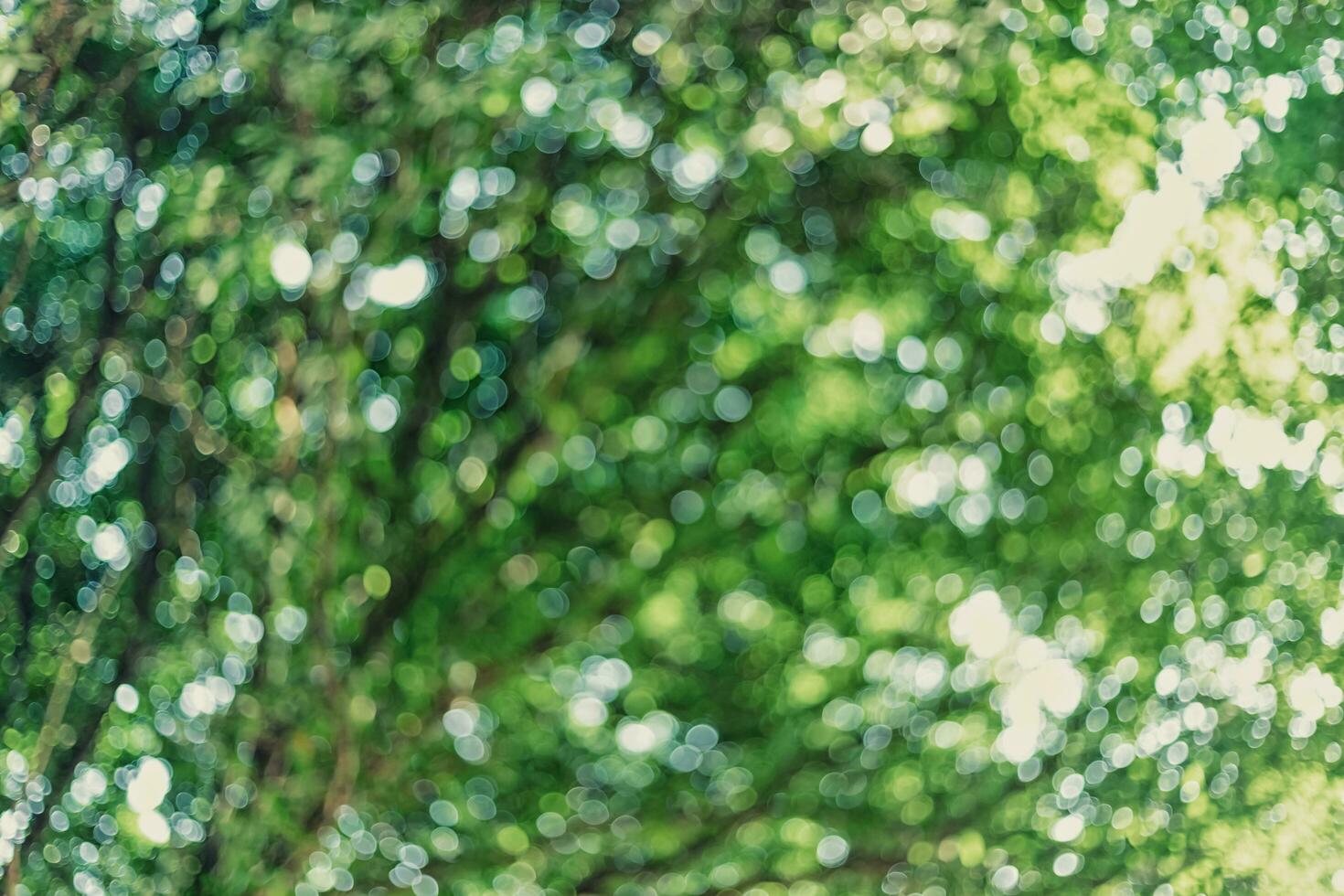 green bokeh background with circles. Summer abstract theme. photo