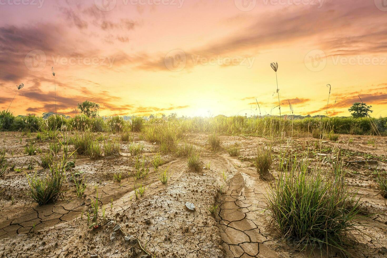 marrón tierra con seco suelo o agrietado suelo textura y césped césped en naranja cielo antecedentes con blanco nubes puesta de sol, global calentamiento foto