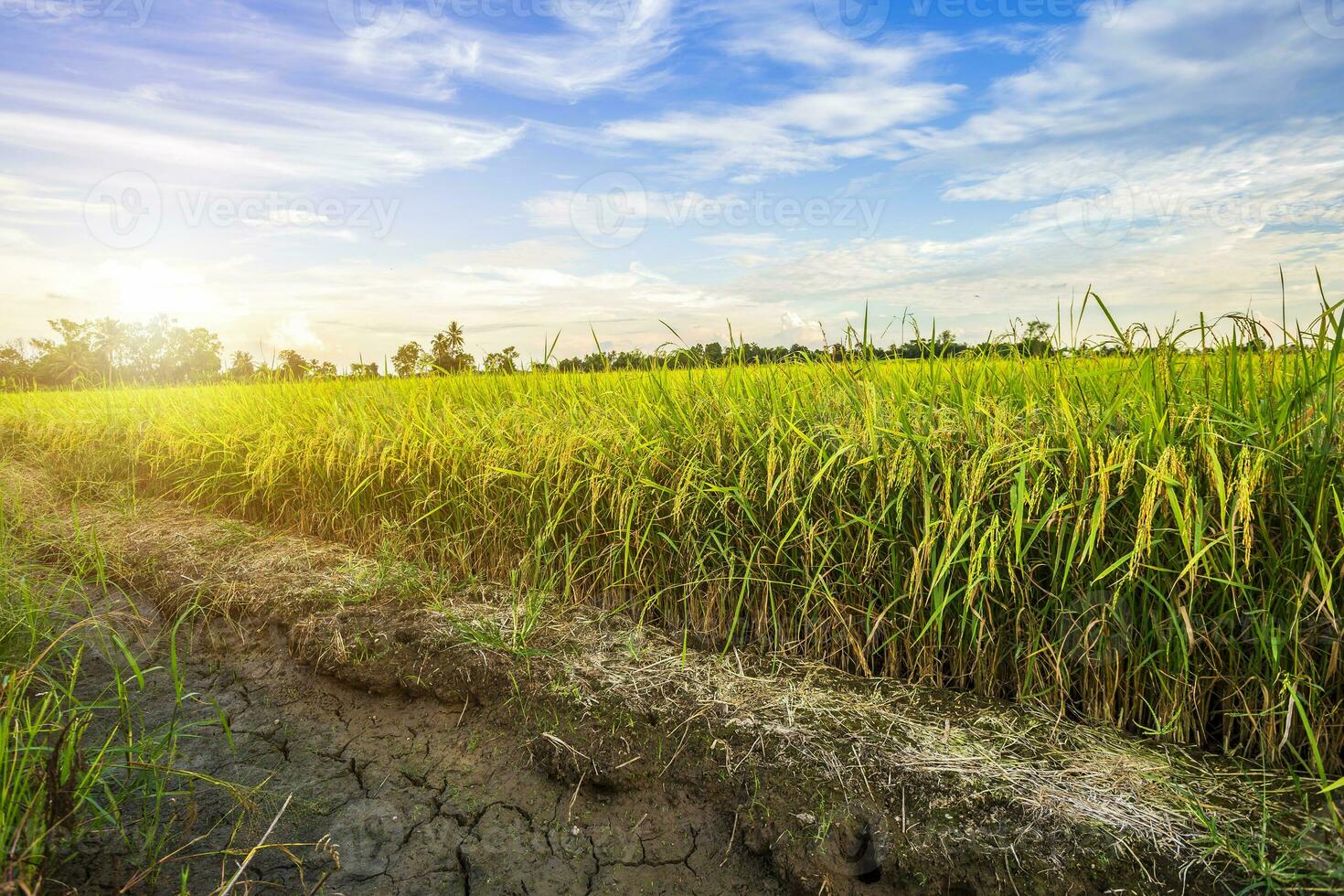 Beautiful green cornfield with sunset sky background. photo