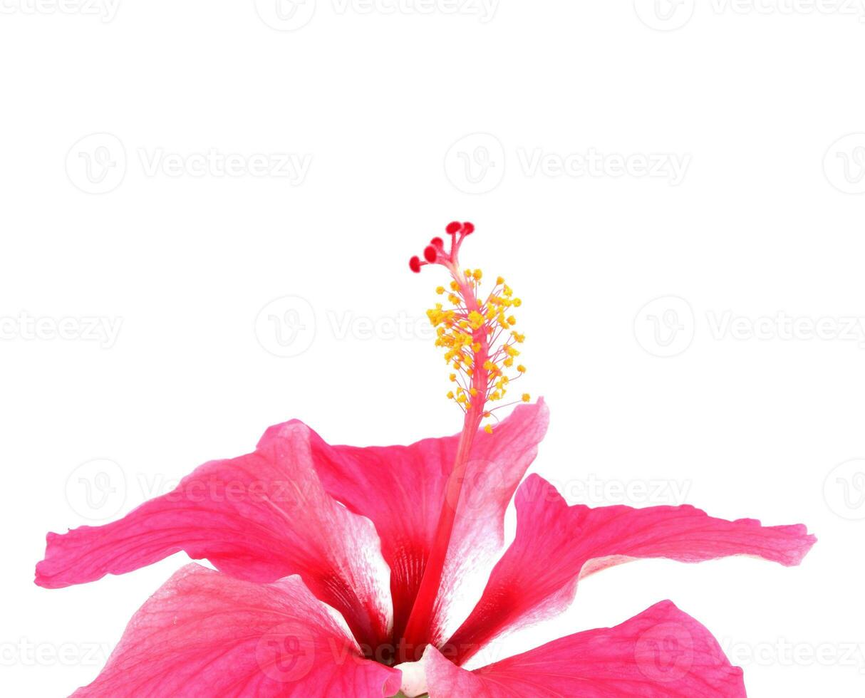 Pink hibiscus isolated on white background photo