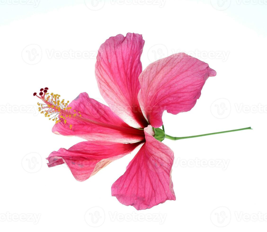 Pink hibiscus isolated on white background photo