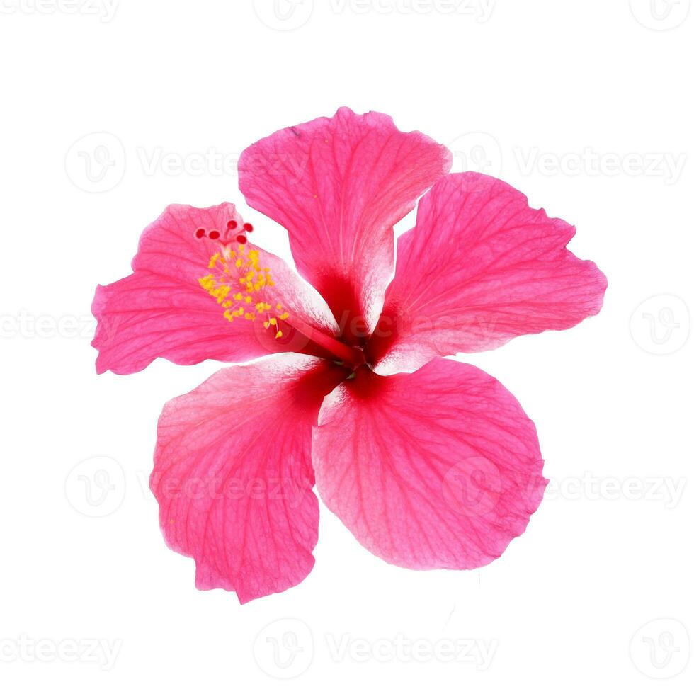 Pink hibiscus isolated on white background photo