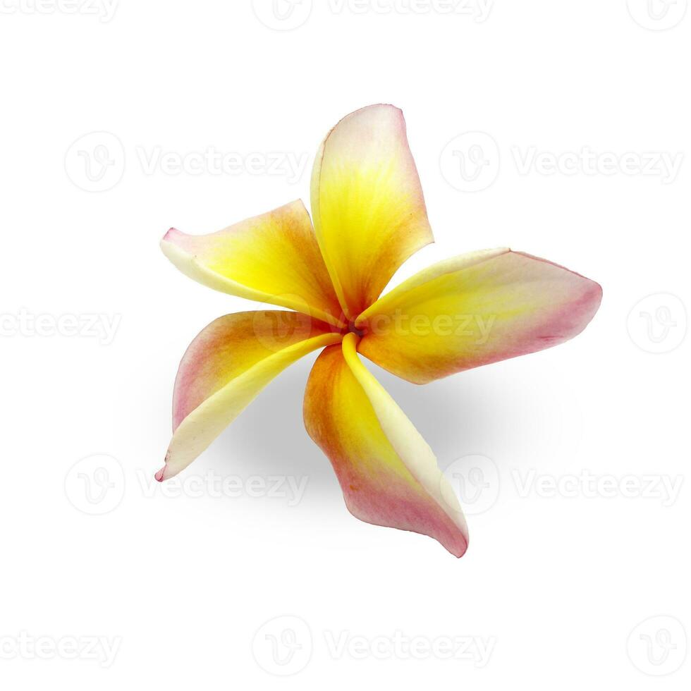 floreciente amarillo plumeria en blanco antecedentes - con recorte camino foto