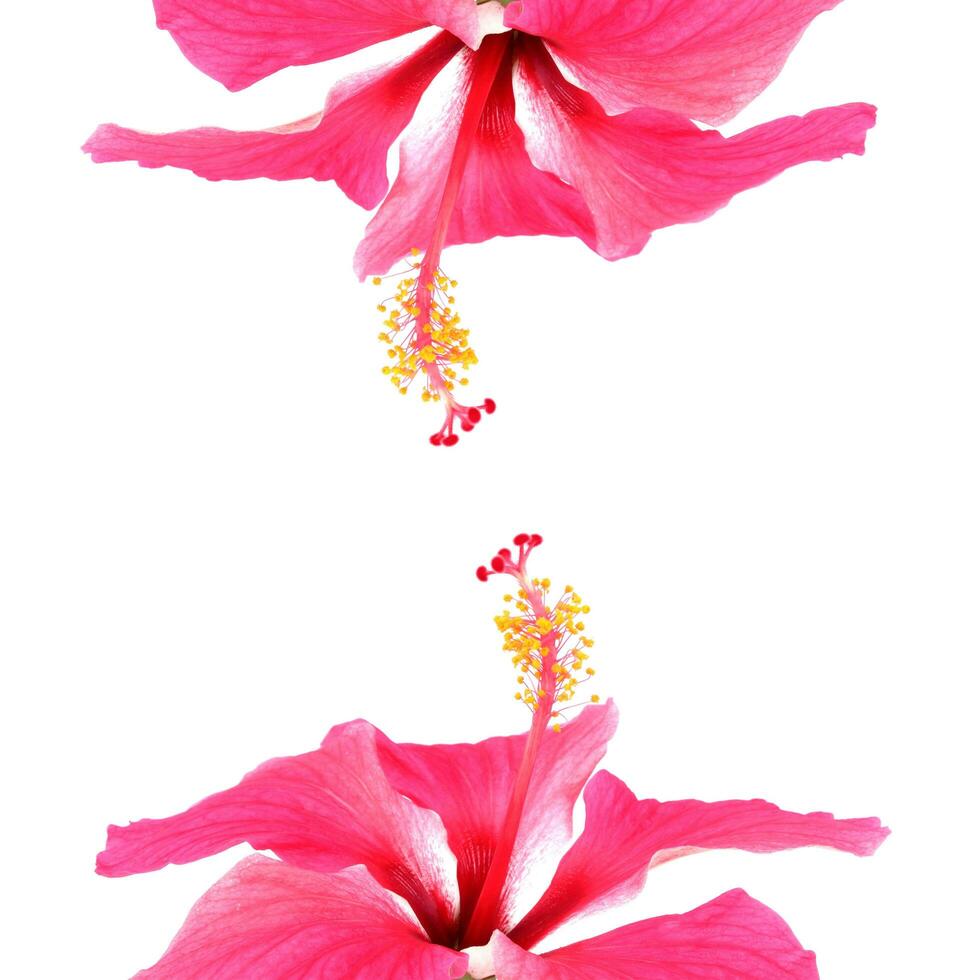 Pink hibiscus isolated on white background photo