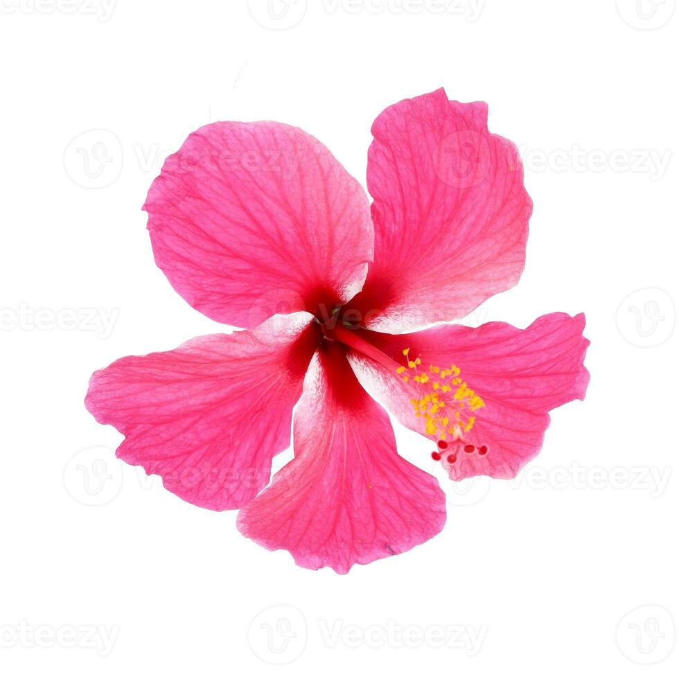 Pink hibiscus isolated on white background photo