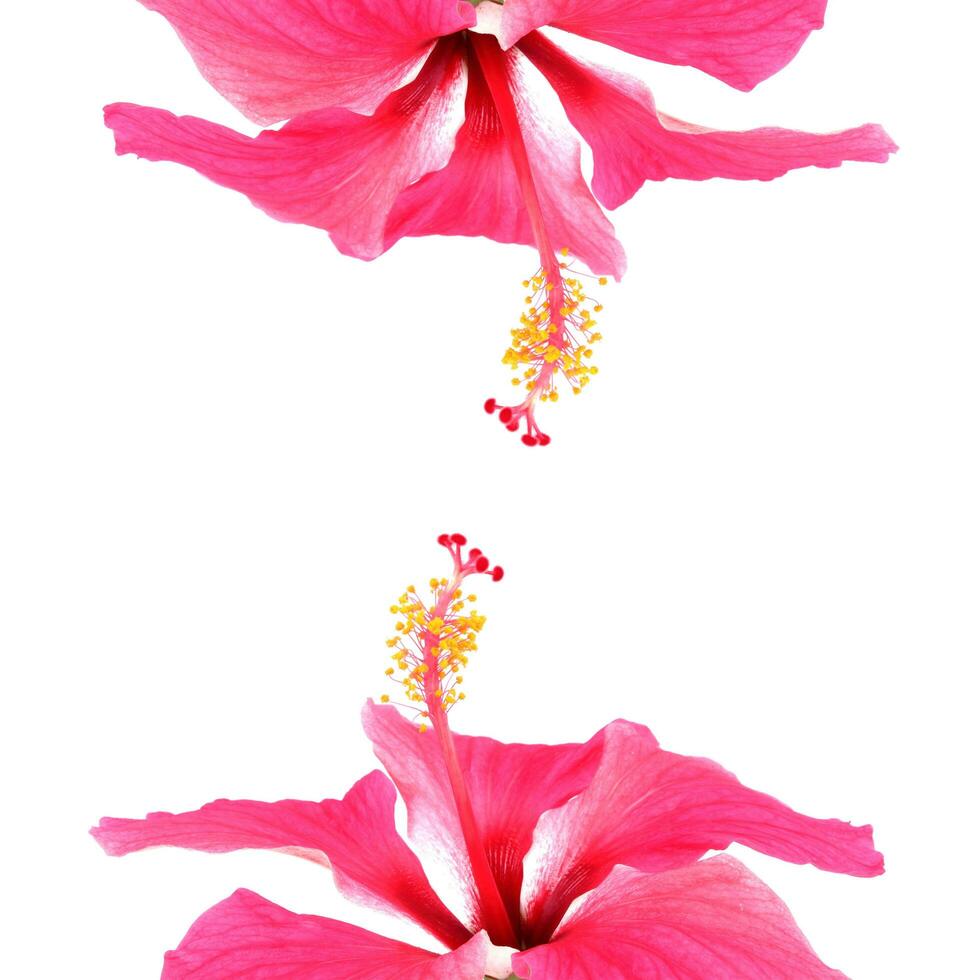 Pink hibiscus isolated on white background photo