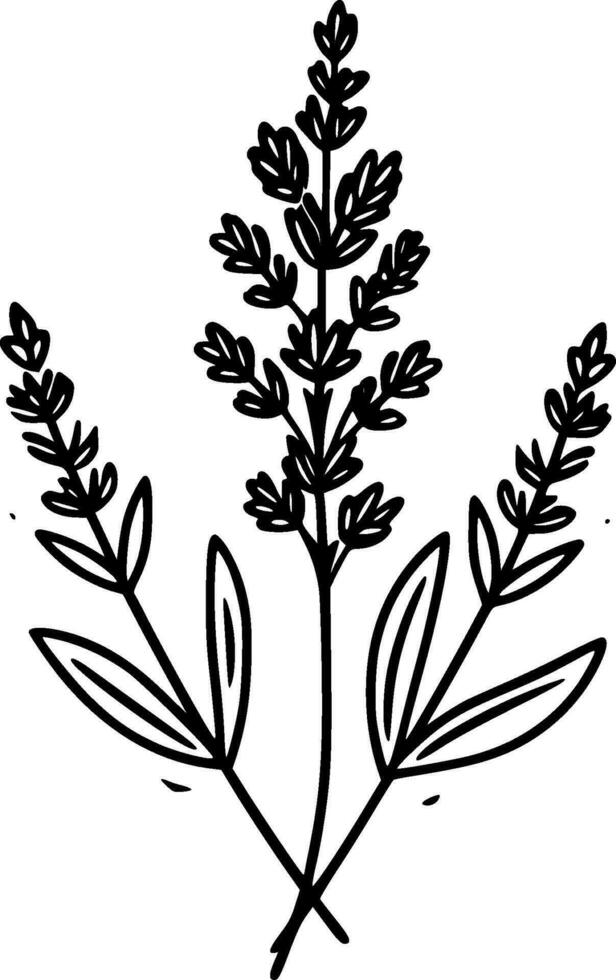 Lavender, Black and White Vector illustration