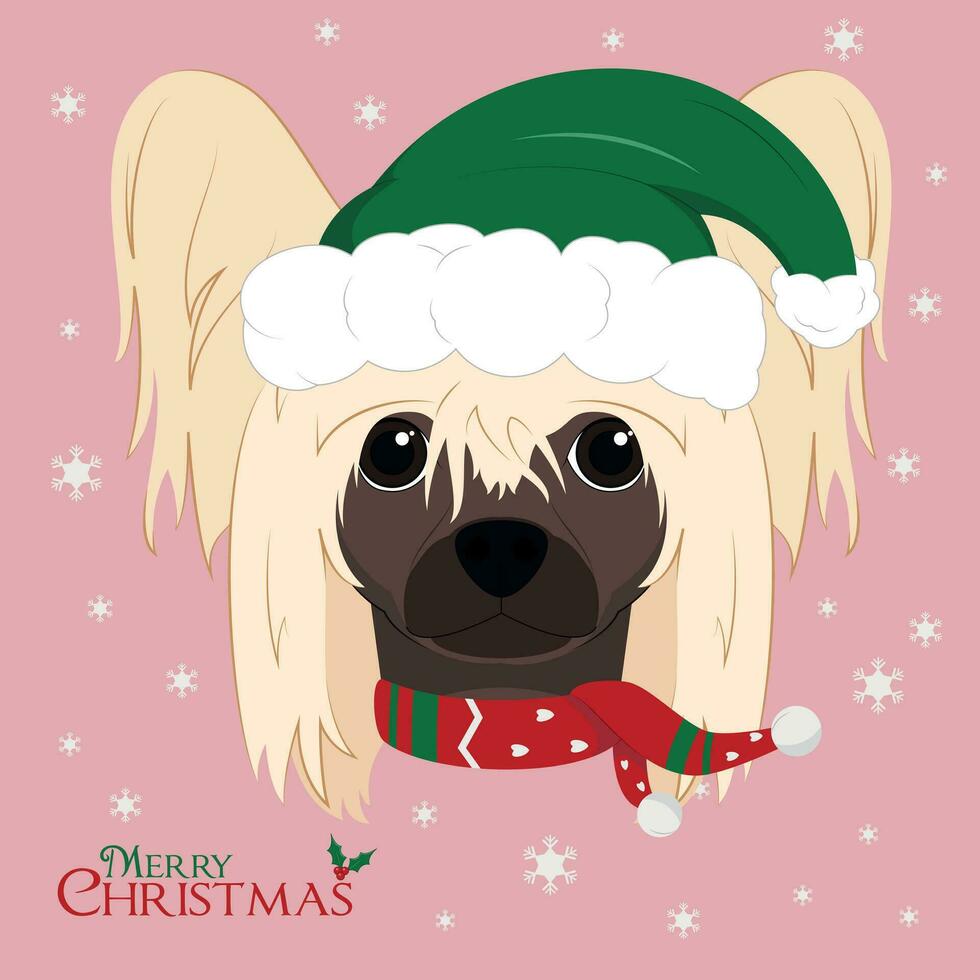 Navidad saludo tarjeta. chino crestado perro con verde Papa Noel sombrero y un de lana bufanda para invierno vector