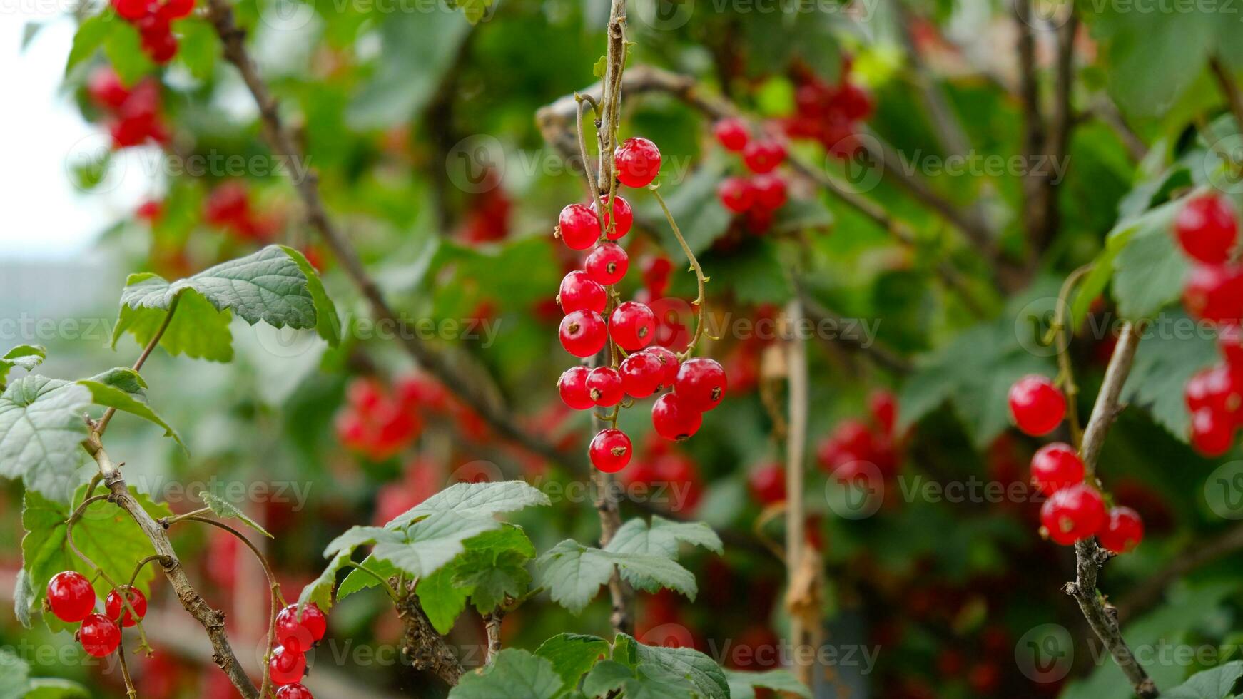Clusters of ripe red currants hang on a bush. Healthy food concept. Growing plants and berries in the garden. The berries of red currant as a nutrition with vitamins for vegan. photo