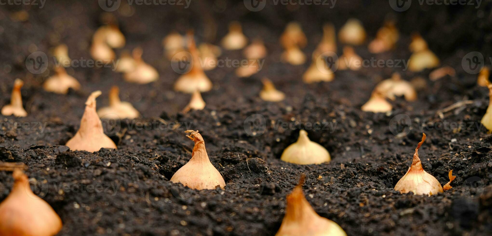 Close-up Onion sets for Planting in fresh dark soil. Early spring preparations for garden season. The process of sowing onion seeds in open ground. How to Grow Onions. Onion bulbs. Selective focus. photo