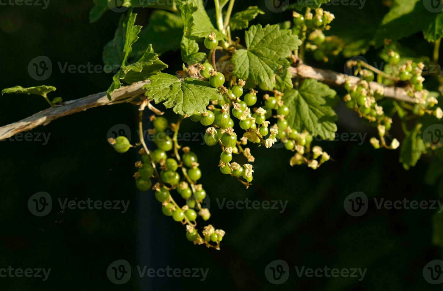 Blooming and green ovary of berries currants, several flowers on branch. Flowering bush of red, black or white currant with green leaves in the garden. Unripe green berries of currant close-up. photo