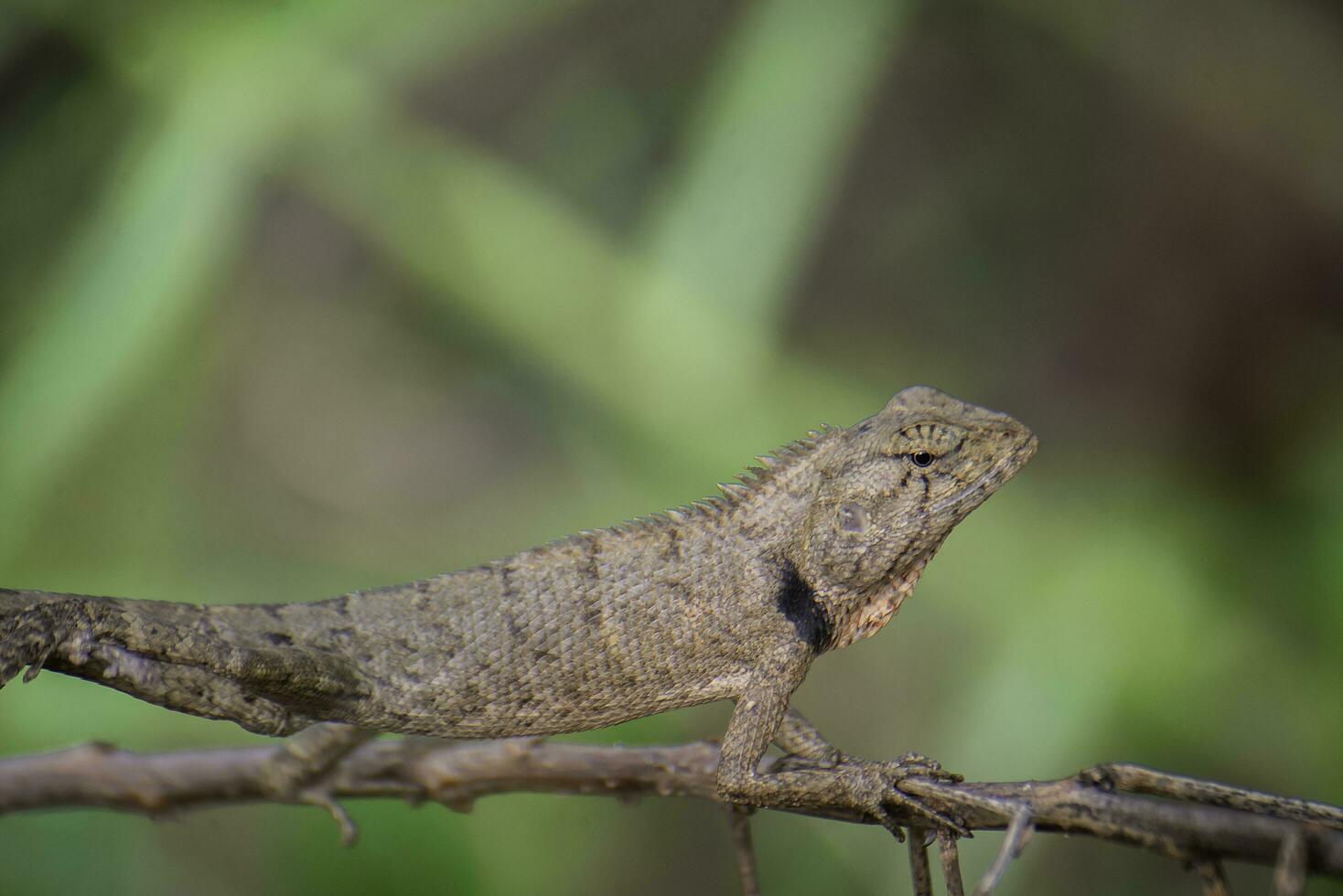 Thai chameleon with branches and leaves photo