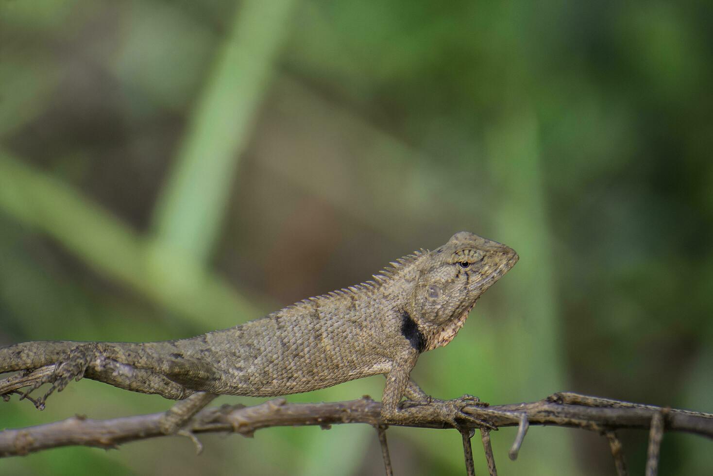 Thai chameleon with branches and leaves photo