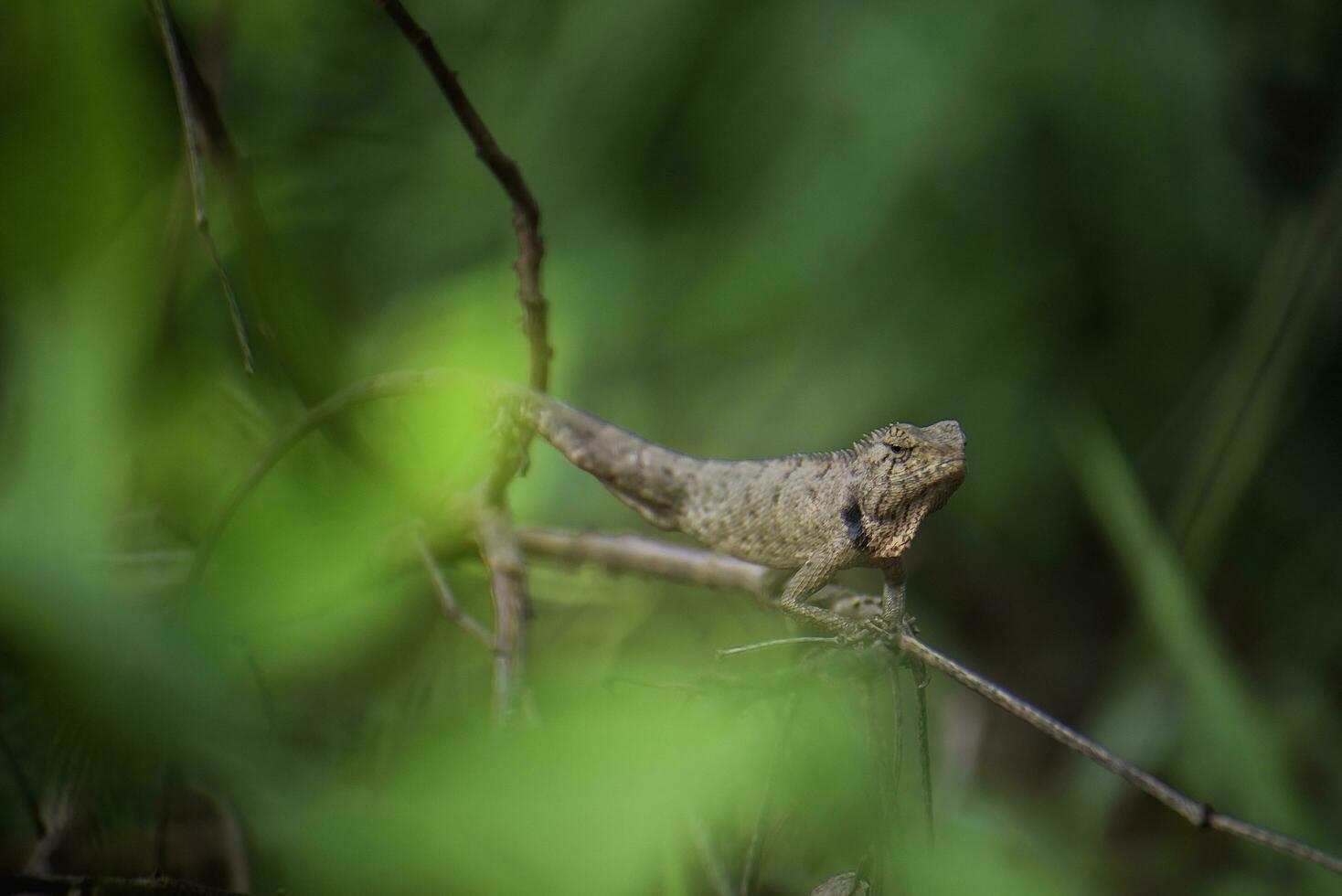 Thai chameleon with branches and leaves photo