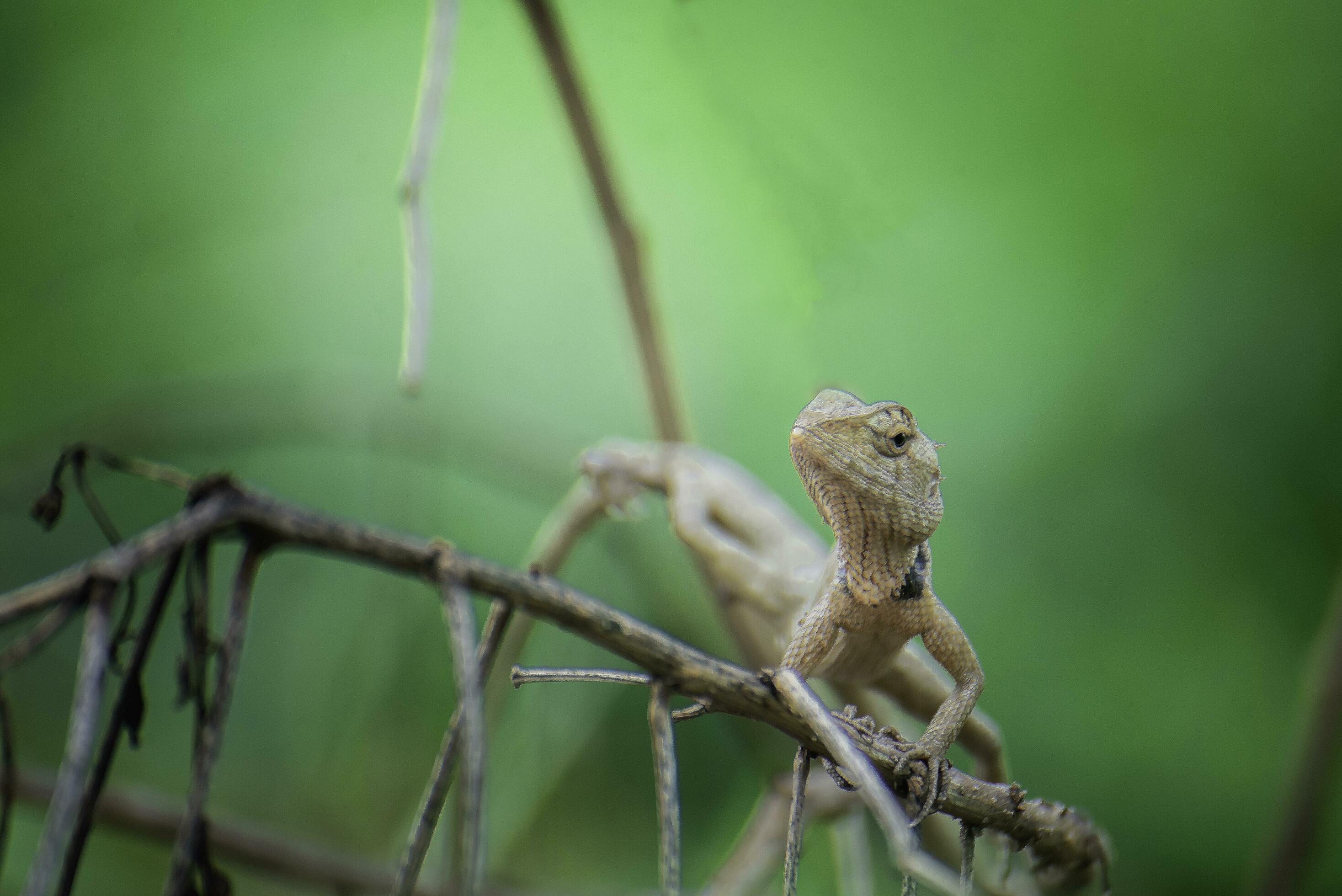 Thai chameleon with branches and leaves 29367849 Stock Photo at Vecteezy