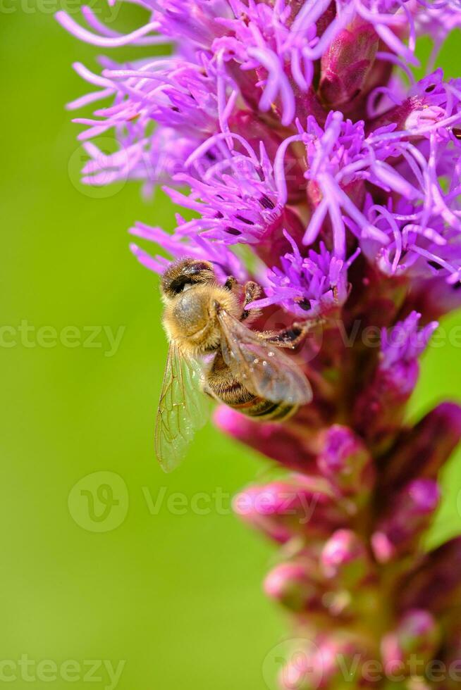 Honey pollinates a dense blazing star on a summer afternoon photo