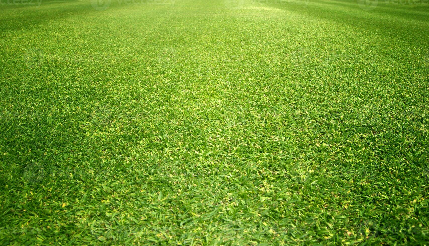 Grass field  Green grass background photo