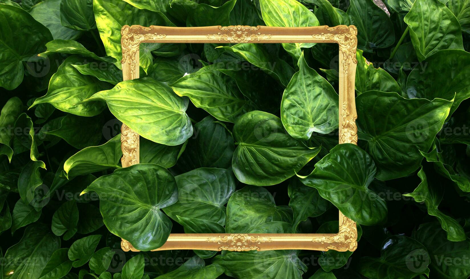 Green leaf texture  Leaf texture background photo