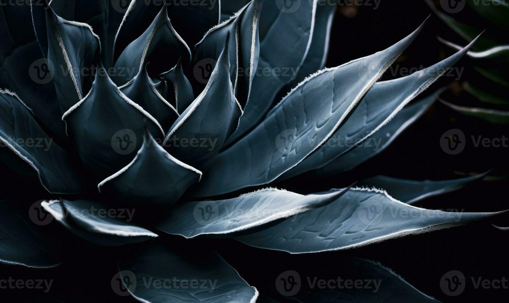 Tropical succulents wallpaper. Textured blue agave banner. For postcard, book illustration. Created with generative AI tools photo