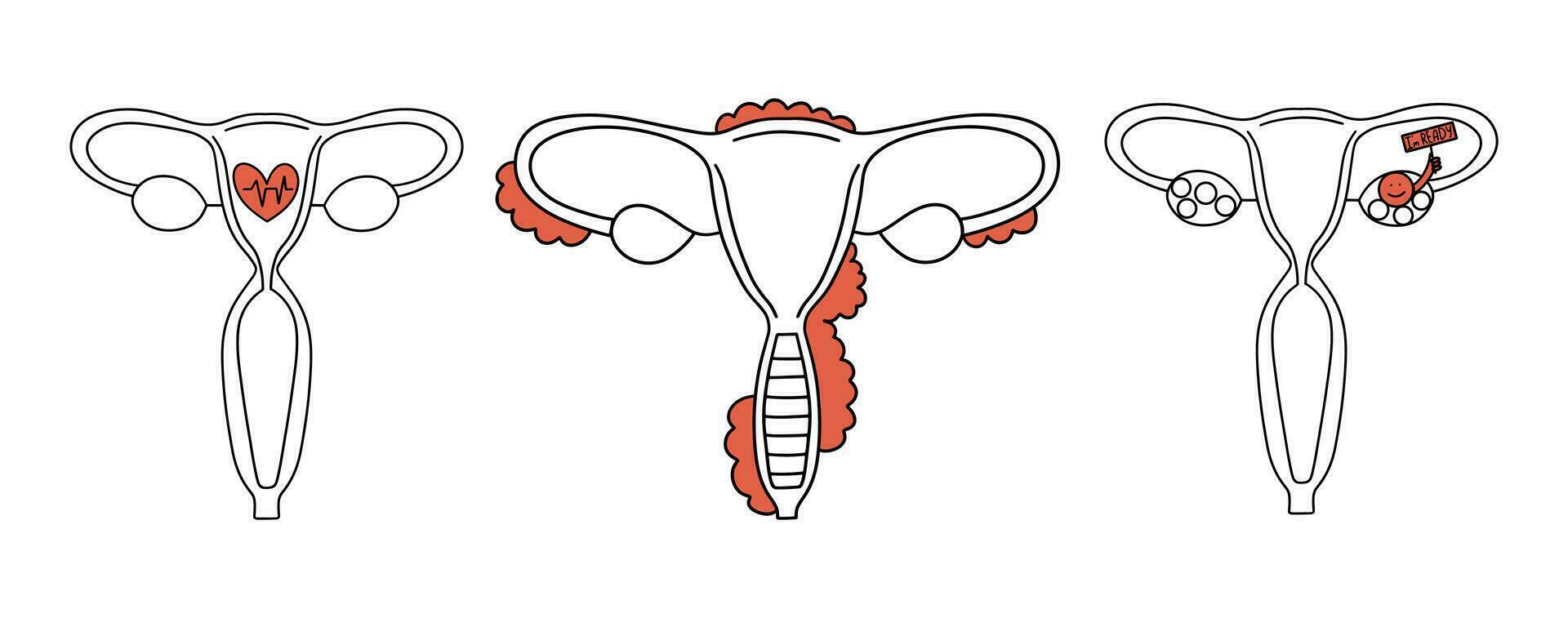 Female uterus set, ovulation. Vector illustration outline style.