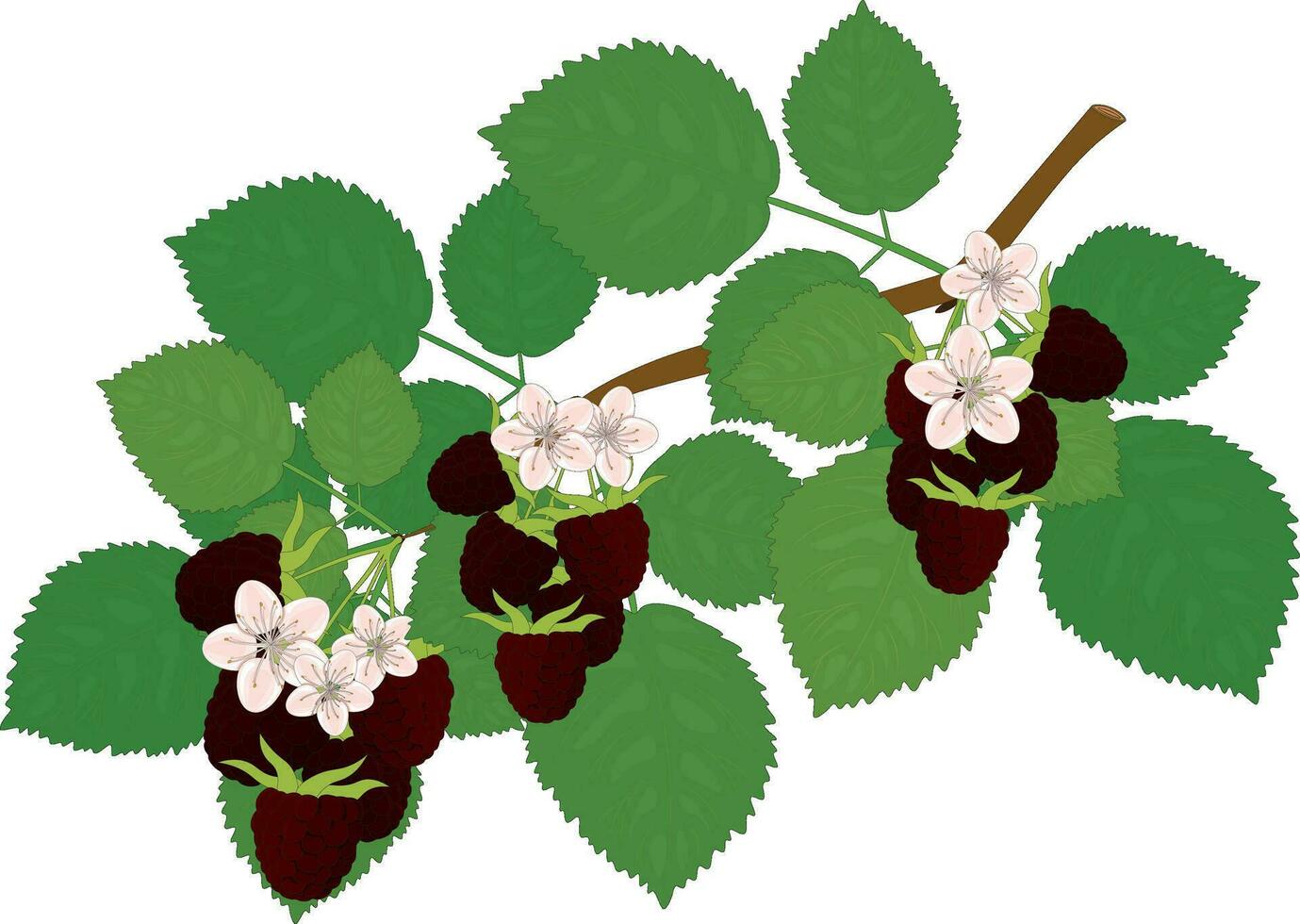 Raspberry branch with leaves, flowers and berries vector illustration
