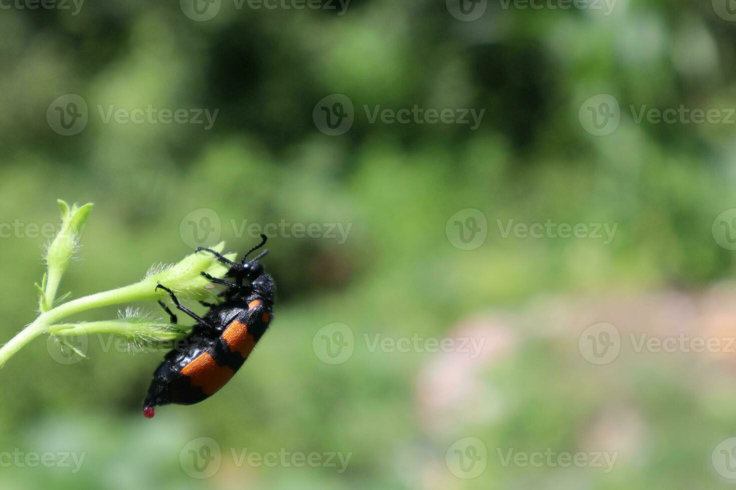 Blister beetle photos from different angles