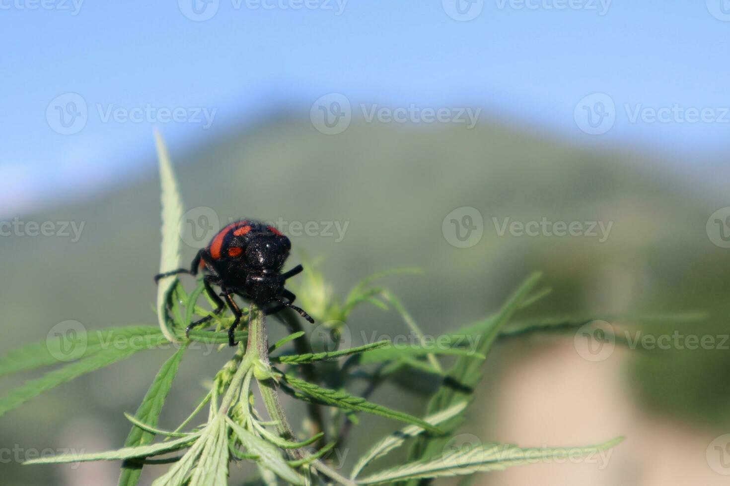 Blister beetle photos from different angles