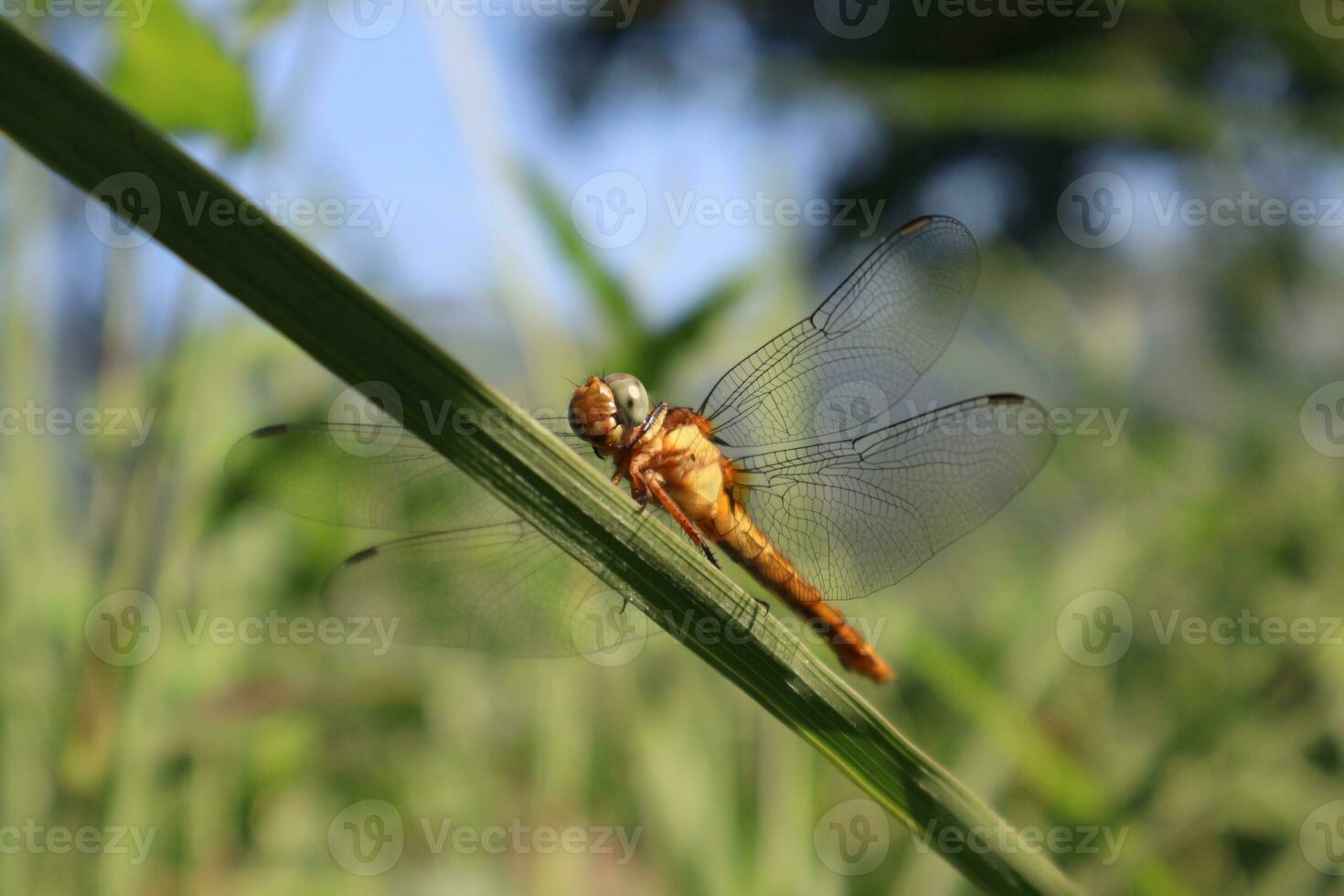 Dragonfly beautiful photos in a Sunny day