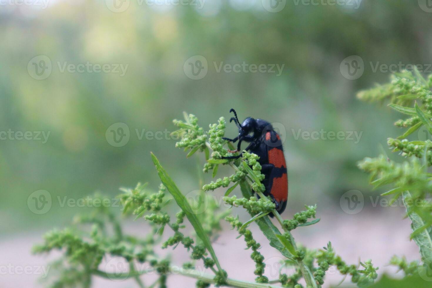 Blister beetle photos from different angles