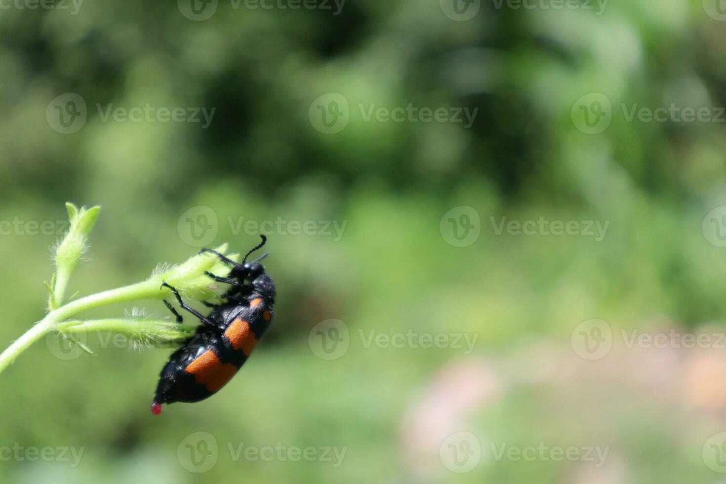 Blister beetle photos from different angles