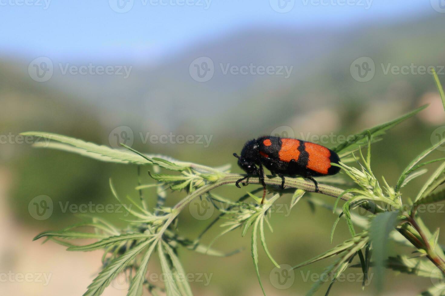 Blister beetle photos from different angles