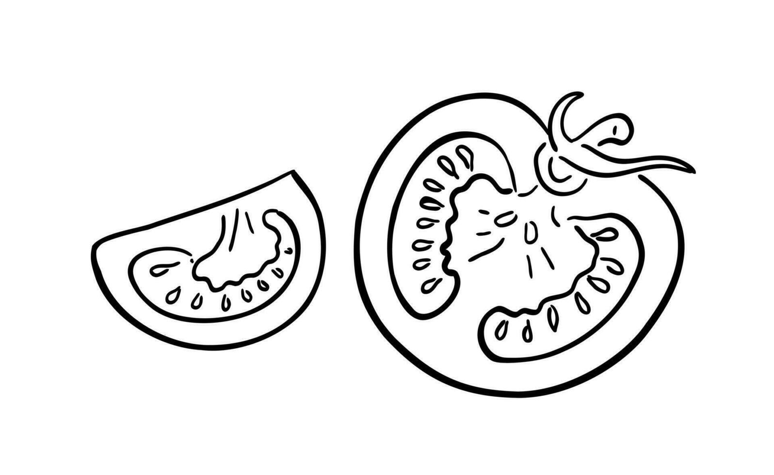 Fresh tomatoes. Vegetables. A slice and a whole tomato. Vector illustration in doodle style