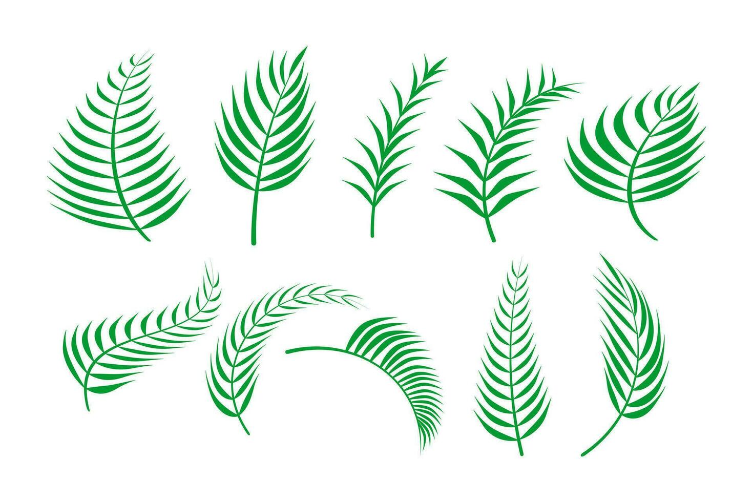 Palm Leaf Vector Set Element . Palm Leaves Vector .