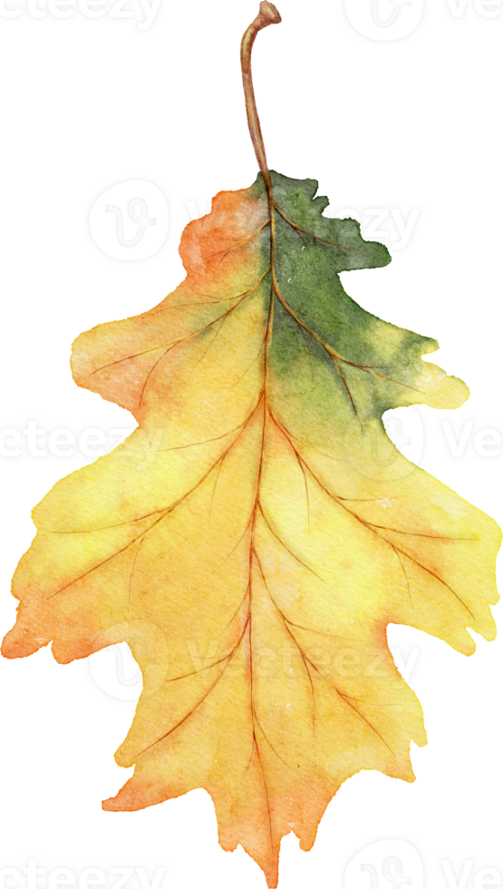 Autumn Leaves Watercolor png