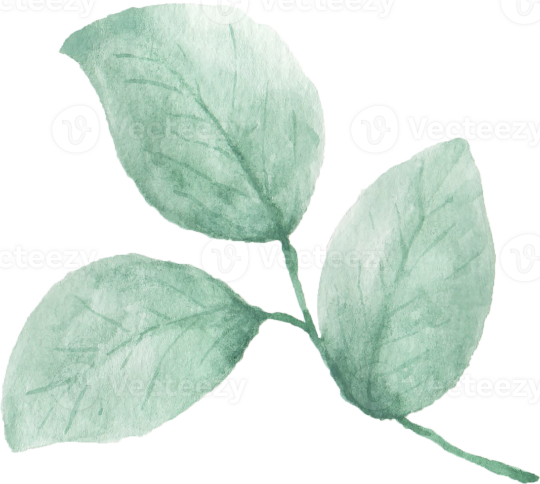 Watercolor Green leaves png
