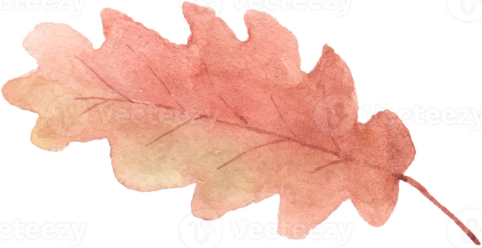 Watercolor Autumn Oak Leaf png