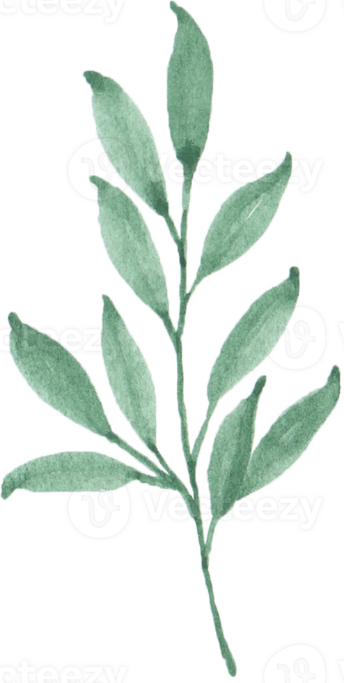 Watercolor Green leaves png