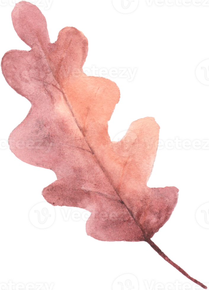 Watercolor Autumn Oak Leaf png