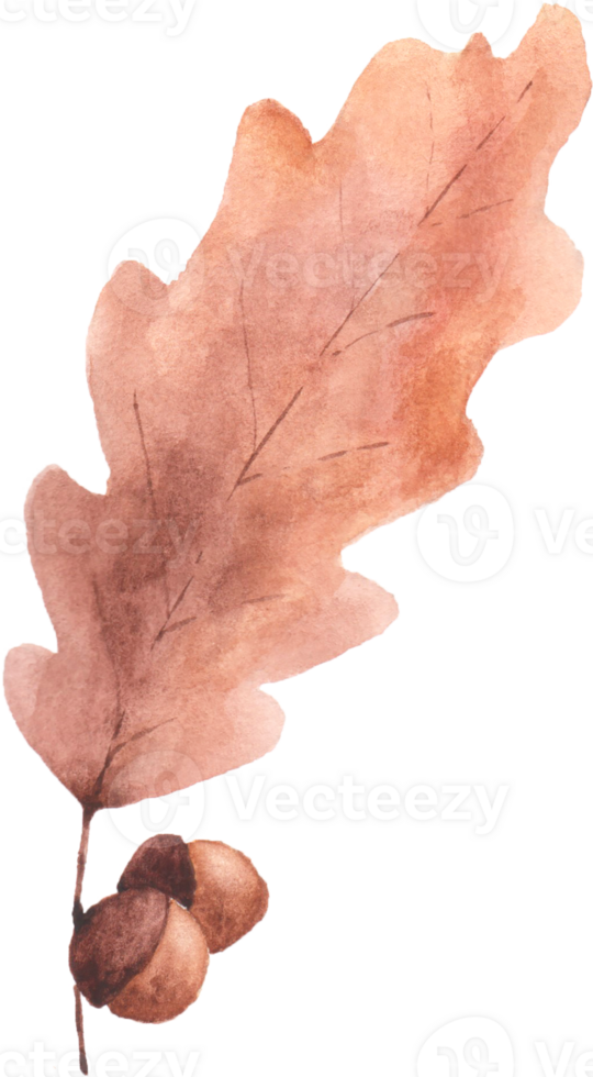 Watercolor Autumn Oak Leaves png